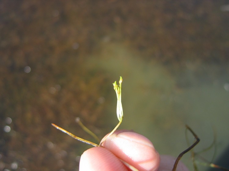 Ruppia maritima